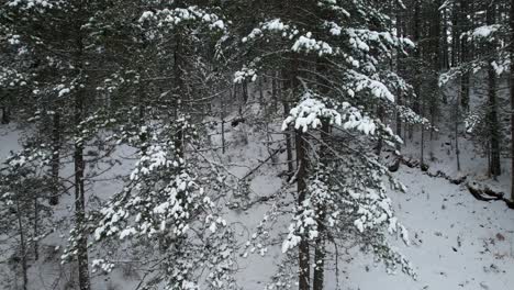 Snow-covering-branches-of-pine-trees-on-wild-forest-at-winter-landscape,-beautiful-natural-landscape