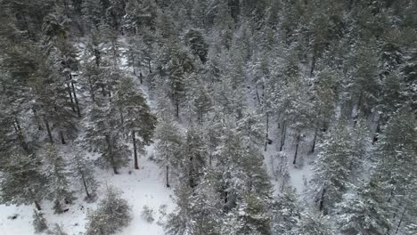 Tall-trees-of-pine-forest-with-branches-covered-in-white-snow,-wild-mountain-landscape