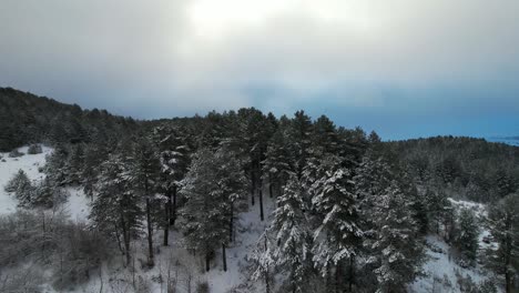 Pine-trees-covered-in-snow-at-high-mountains,-winter-landscape-with-forest-and-cloudy-sky