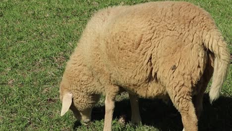Merino-Sheep-Grazing-Eating-Grass