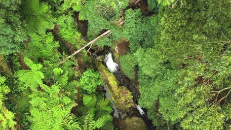 Cascadas-Rodeadas-De-Exuberante-Vegetación-Tropical-En-El-Parque-Das-Frechas,-Agualva,-Isla-Terceira,-Azores,-Portugal