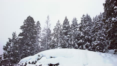 Es-Fällt-Weiterhin-Schnee-Vor-Den-Bereits-Schneebedeckten-Bäumen