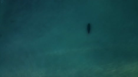 Vista-De-Dron-De-Una-Foca-Nadando-En-La-Jolla