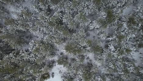 Wild-forest-with-pines-zooming-out-seen-from-above-in-winter-with-white-snow-and-green-trees