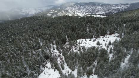 Large-forests-of-pine-trees-on-mountains-covered-in-white-snow,-winter-landscape