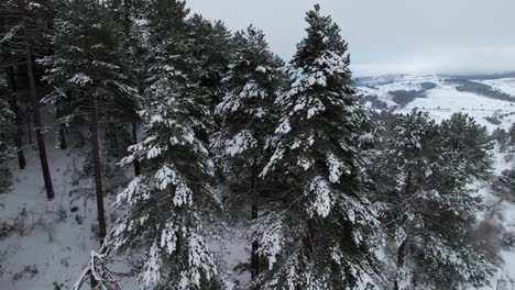 Pinos-Cubiertos-De-Nieve,-Hermoso-Paisaje-Invernal-De-Bosque-Tranquilo-En-Un-Día-Frío