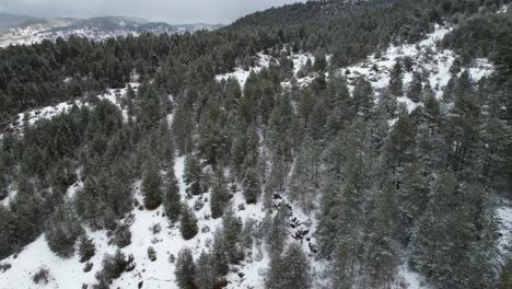Hermoso-Bosque-Con-Pinos-Altos-Y-Montañas-Cubiertas-De-Nieve-Blanca,-Paisaje-Invernal