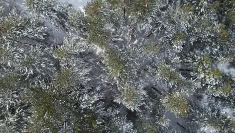 Snow-covering-pine-trees-on-wild-mountain-forest,-frozen-land-at-winter-seen-from-above