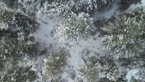 Pine-forest-covered-with-snow-seen-from-above,-winter-in-mountains,-extreme-hiking