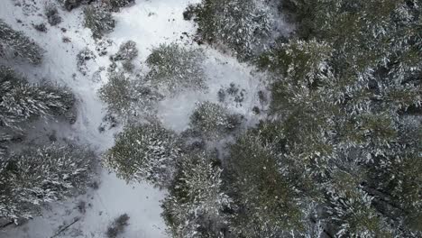 Bird-eye-view-of-forest-with-green-pine-trees-covered-in-white-snow,-winter-in-mountains