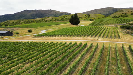 Aerial-panning-view-of-wine-valley-in-Gibston