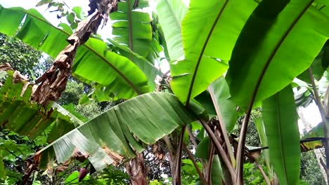 Panning-shot-of-healthy-and-brittle-banana-leaves-with-bunches-of-bananas-hanging