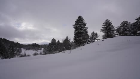 Snow-in-the-mountain-covering-pine-trees-forest,-winter-landscape-with-cloudy-sky-background