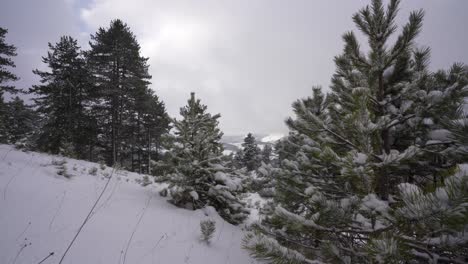 Kiefern,-Bedeckt-Mit-Weißem-Schnee-Der-Winterlandschaft,-Gefrorene-Äste-An-Einem-Kalten-Tag