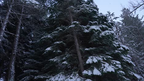 Snow-flakes-falling-on-spruce-branches,-beautiful-winter-day-on-the-forest