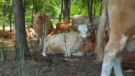 Small-herd-of-Hungarian-Variegated-cattle-rest-in-shade,-Bacs-Kiskun-County,-Hungary