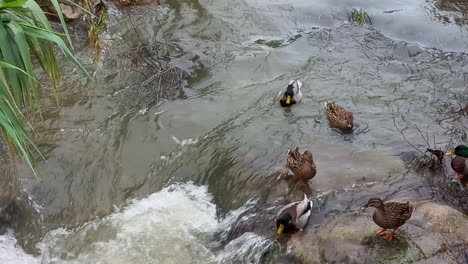 Real-ducks-that-are-dragged-in-the-river-current
