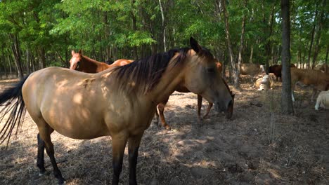 Akhal-Teke-horse-rests-in-shade-during-drought,-Bacs-Kiskun-County,-Hungary