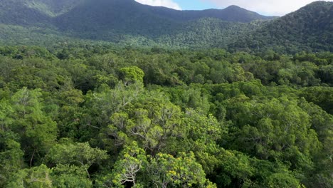 Daintree-Rainforest-drone-aerial-above-dense-tree-canopy,-Queensland,-Australia