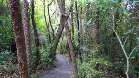 Punto-De-Vista-Caminando-Entre-árboles-Que-Cruzan-La-Vía-En-El-Antiguo-Bosque-De-Podocarpos