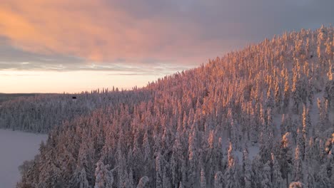 Panoramic-view-of-the-sunrise-over-the-winter-spruce-forest