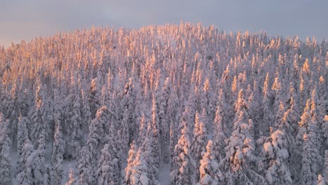 Drone-shot-rise-up-over-a-winter-spruce-forest-at-sunrise