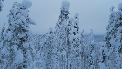 Panoramic-view-from-the-winter-spruce-forest