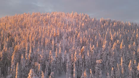 Aerial,-truck-shot-along-a-winter-spruce-forest-at-sunrise