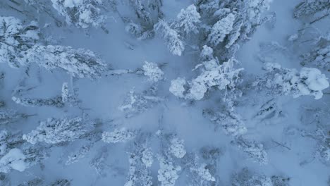 Flying-forwards-above-the-winter-spruce-forest