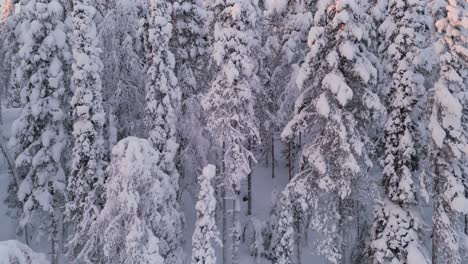Aerial-drone-shot,-rising-up-in-front-of-a-winter-spruce-forest-at-sunrise
