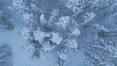 Bird's-eye-view-of-a-winter-spruce-forest-move-forward