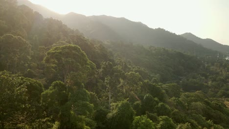 Aerial-reverse-shot-of-lush-jungle-rainforest-at-sunrise-in-Koh-Chang,-Thailand