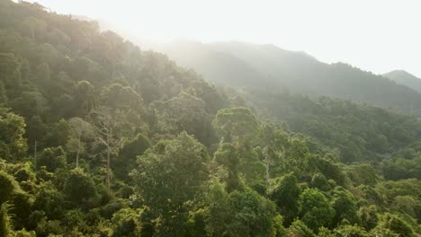Aerial-shot-of-lush-jungle-rainforest-at-sunrise-in-Koh-Chang,-Thailand