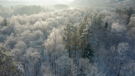 Pasando-Sobre-Un-Gran-Bosque-Iluminado-Por-El-Sol-Cubierto-De-Nieve
