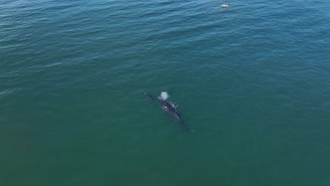 Kajakfahrer-Beobachten-Wale-In-Hawaii