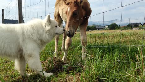 Cute-Samoyed-dog-eating-grass-with-the-young-wild-horse-next-to-the-fence-as-a-neighbour-and-making-friends-on-a-sunny-day-in-the-countryside