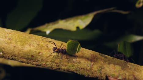 Following-the-movement-of-leaf-cutter-ants-carrying-pieces-of-leaves-along-a-branch-in-the-rainforest,-night-shot