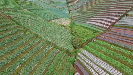 Luftaufnahme-Von-Gemüseplantagen-Auf-Typisch-Indonesischen-Terrassen