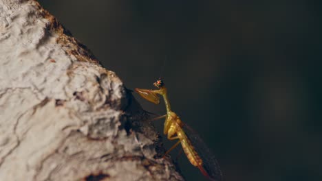 Mantispidae-or-mantid-lacewing-sitting-on-a-wooden-trunk-against-a-dark-background