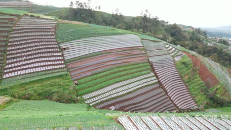 Orbit-drone-shot-of-agricultural-field-on-the-sloping-ground---Terraced-vegetable-plantation