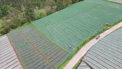 Orbit-Drohnenaufnahme-Eines-Bauern,-Der-Dünger-Auf-Die-Plantage-Sprüht---Traditioneller-Indonesischer-Bauer-Wotk-Auf-Dem-Landwirtschaftlichen-Feld