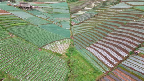 Drone-shot-of-beautiful-row-of-vegetable-plantation
