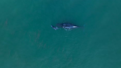 Aerial-Birds-Eye-Of-Humpback-Cow-And-Calf-Whale-Logging