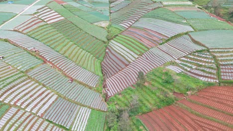 Aerial-view-of-terraced-vegetable-fields-growing-on-the-slopes-of-Mount-Sumbing,-Indonesia
