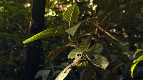 Slider-Aufnahme-Einer-Pflanze,-Die-Mit-Einem-Schwarm-Fliegender-Lutzomyia-Mücken-Bedeckt-Ist