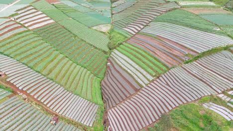 Reveal-drone-shot-of-beautiful-agricultural-field-in-rows---Rural-landscape-of-vegetable-plantation-of-Indonesia