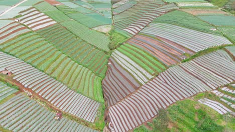 Luftaufnahme-Eines-Schönen-Musters-Eines-Landwirtschaftlichen-Feldes---Ländliche-Landschaft-Indonesiens