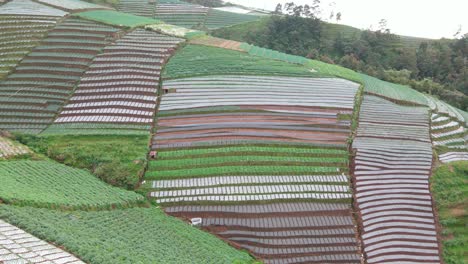 Aerial-view-of-vegetable-plantation-on-the-sloping-ground---Agricultural-field-on-the-slope-of-mountain,-Indonesia