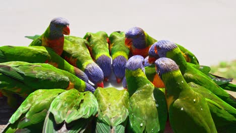 Large-flock-of-wild-rainbow-lorikeet,-trichoglossus-moluccanus-gathered-around-the-plate,-feeding-on-nectar-in-Australian-wildlife-sanctuary,-handheld-motion-close-up-shot