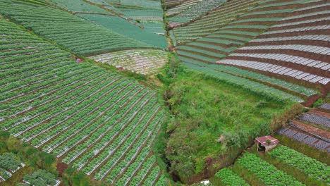 Low-level-flyover-of-terraced-vegetable-fields-growing-on-the-slopes-of-Mount-Sumbing,-Indonesia